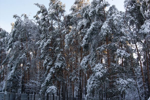 Сосновый лес